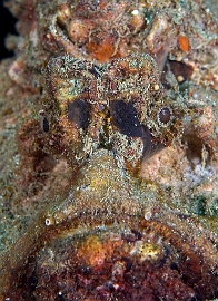 Banda Sea 2018 - DSC05471_rc - Estuarine stonefish - Poisson Pierre - Synanceia Horrida.